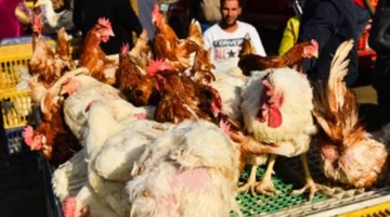 أسعار كيلو الدواجن في الشرقية تتراوح بين الفراخ البيضاء والبلدي والبط والحمام